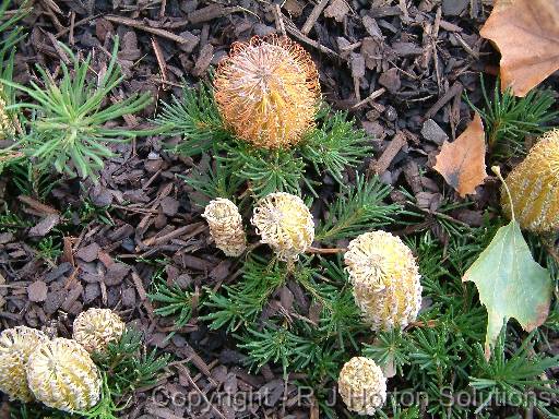 Banksia Birthday Candles 